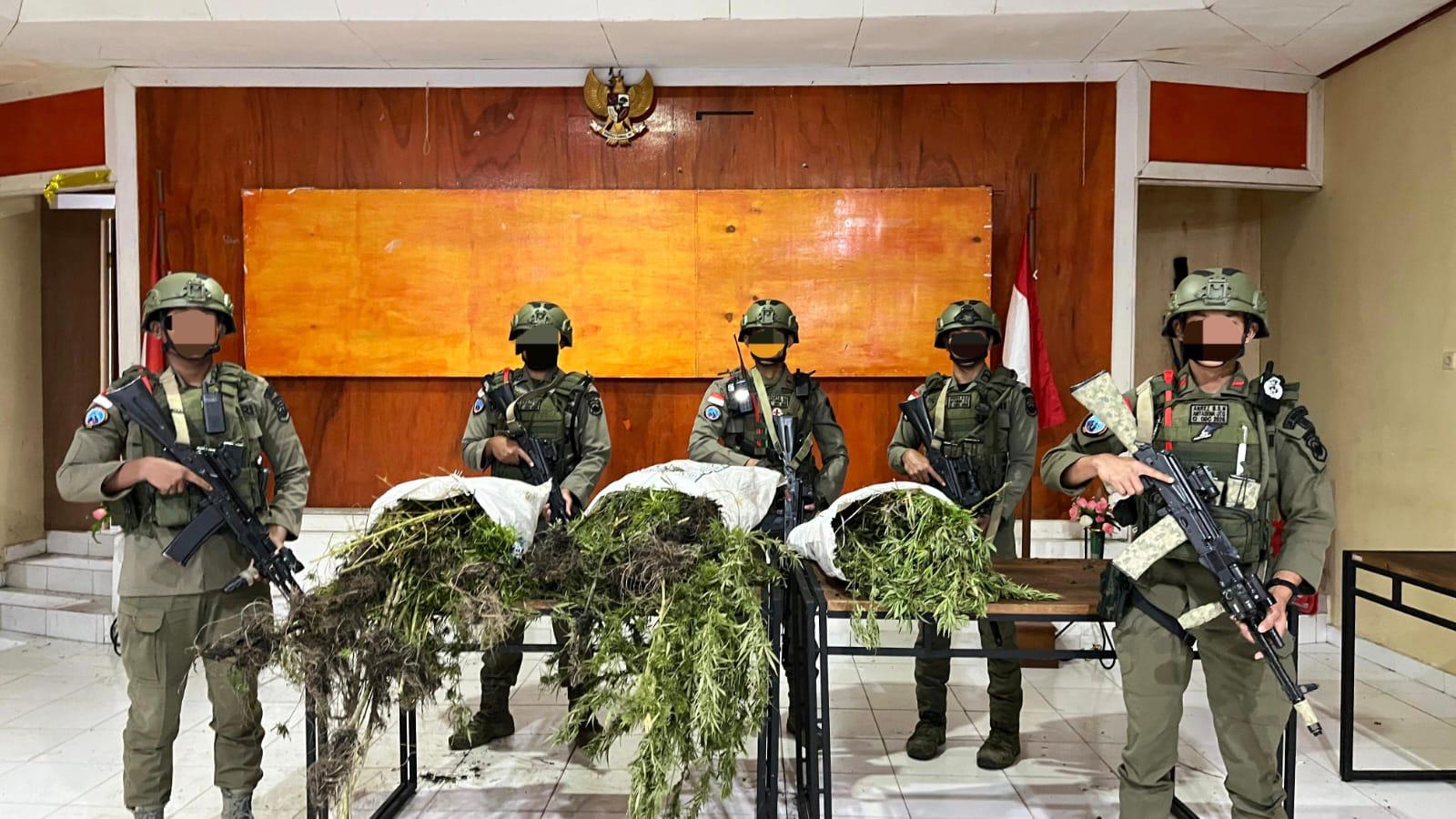 Tim Gabungan Satgas Damai Cartenz, Polres Pegunungan Bintang dan TNI Temukan Ladang Ganja dalam Patroli Taktis
