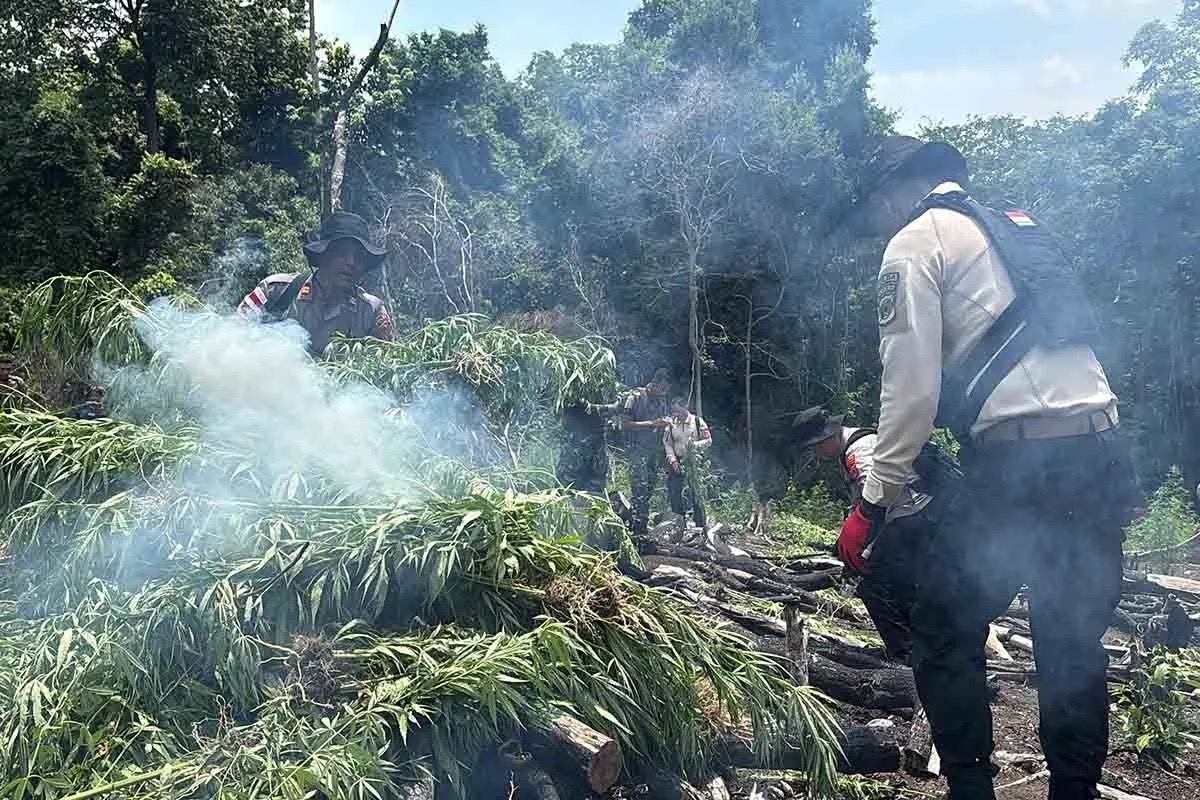 Polda Aceh Musnahkan Ladang Ganja Seluas 20 Hektare dalam Operasi Pemberantasan Narkotika
